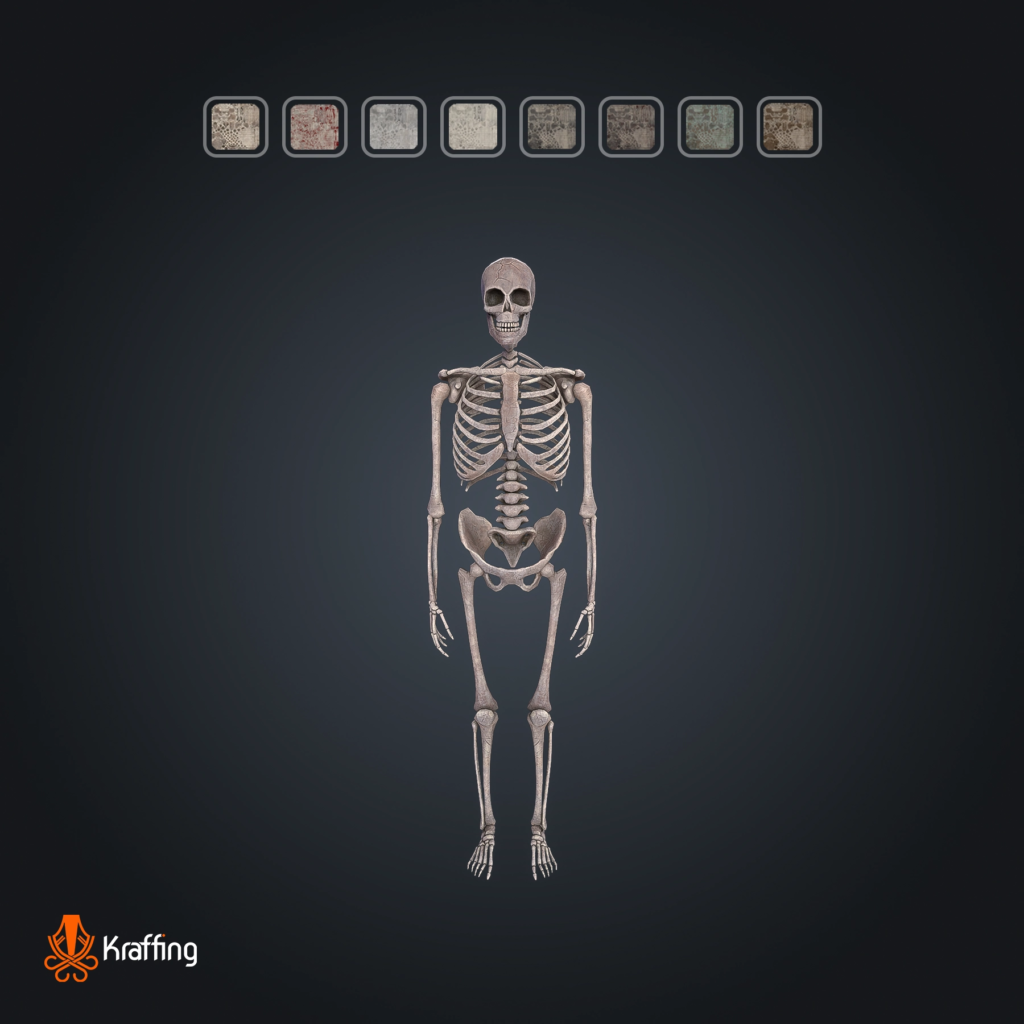 Skeleton Bone V1 stylized low poly 3D model for Unity and Unreal Engine